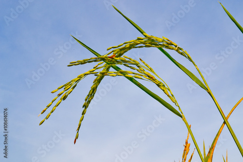 rice plant