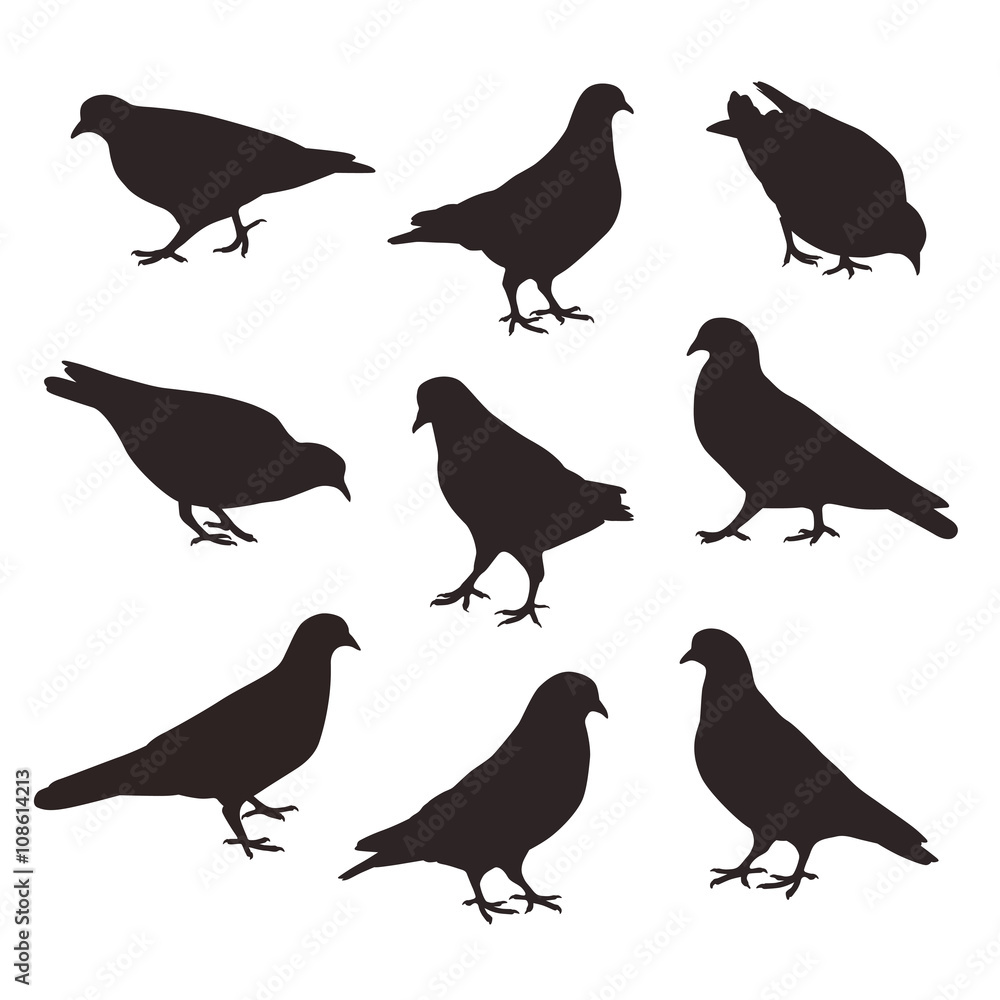 Set of a posing dove birds, vector silhouette. Set of a posing dove birds, vector silhouette.