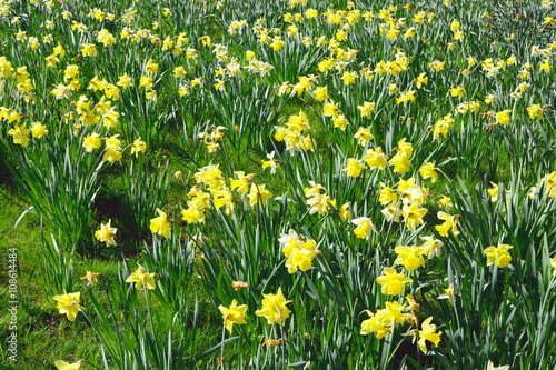 Daffodil field in spring in Trent Park, London