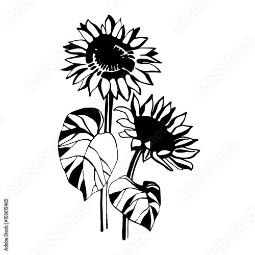 Fototapeta Naklejka Na Ścianę i Meble -  Sunflower. Doodle style.