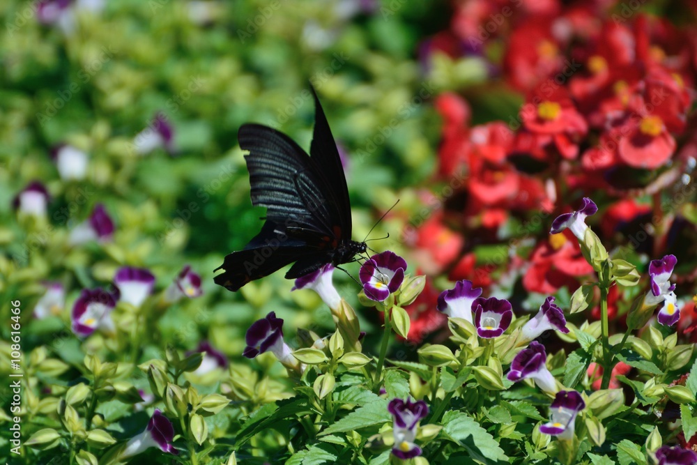 Fototapeta premium ナガサキアゲハ