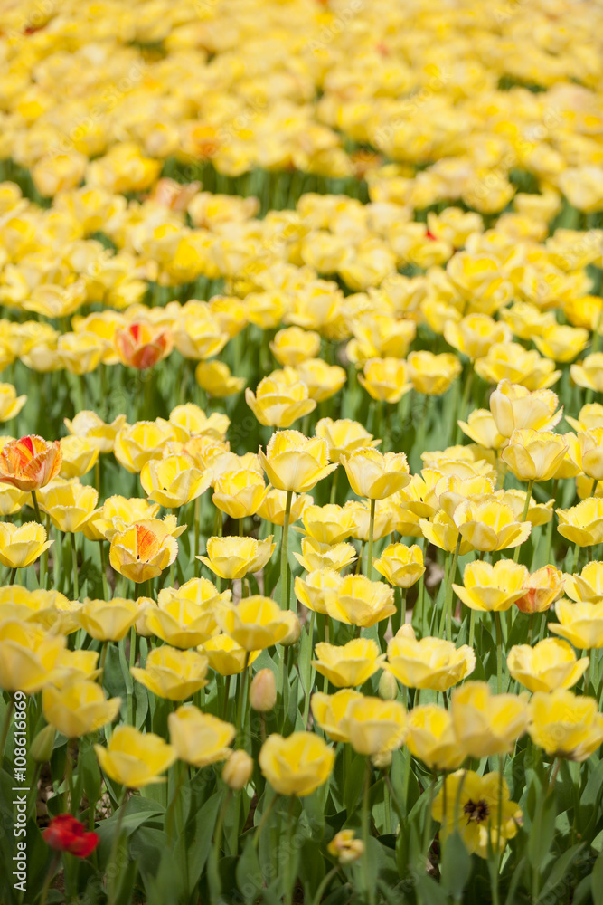 Yellow tulips in garden with blurred background