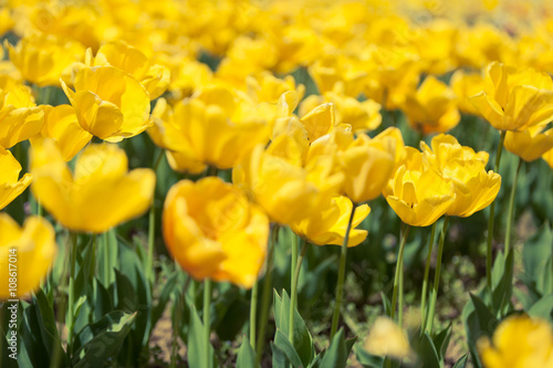 Rows of yellow tulips in bright sunny day