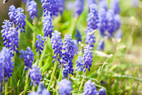 Grape hyacinth or pink lilac in nature