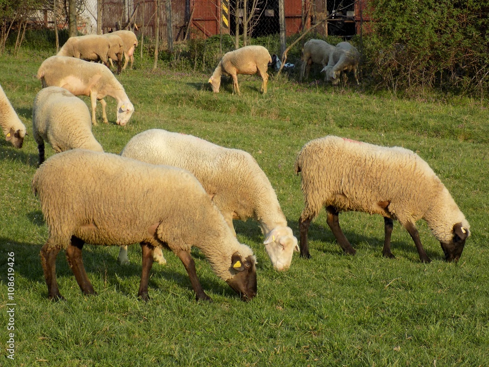 Fototapeta premium Sheep grazing on meadow