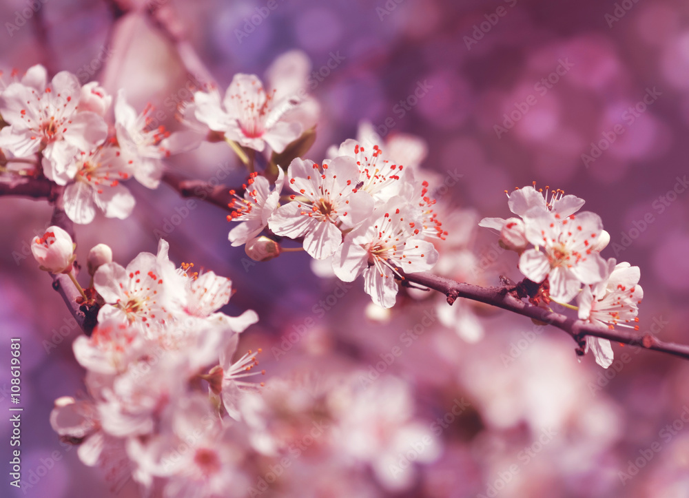 Blossom tree over nature background/ Spring flowers/Spring Background/Natural bokeh Blossom tree over nature background/ Spring flowers/Spring Background/Natural bokeh