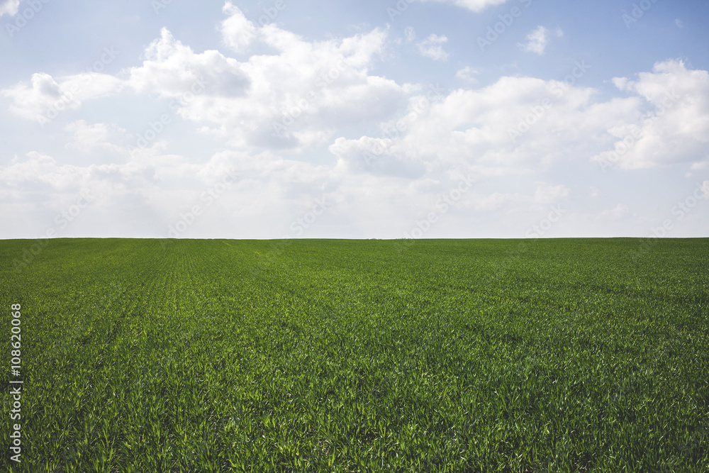 Fototapeta premium Green Grass Field