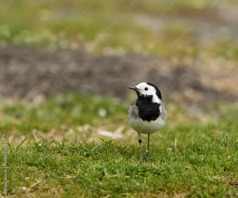 White Wagtail (Motacilla alba) resting on a green grass meadow White Wagtail (Motacilla alba) resting on a green grass meadow