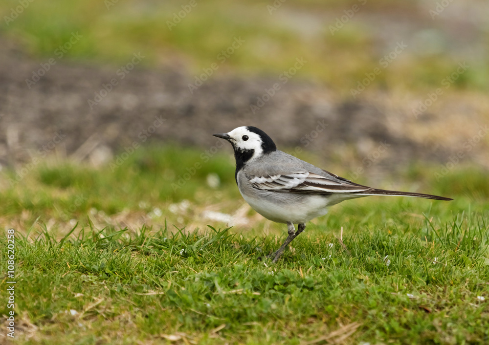 White Wagtail (Motacilla alba) resting on a green grass meadow White Wagtail (Motacilla alba) resting on a green grass meadow