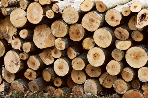 Wood logs texture   background