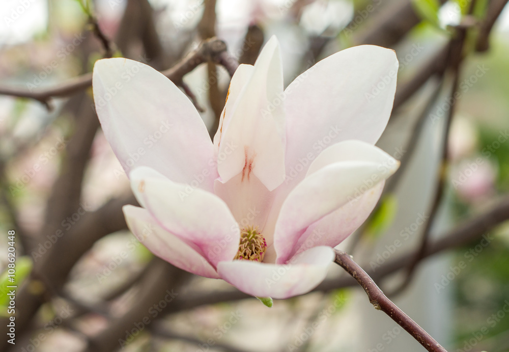 Obraz premium Magnolia flower