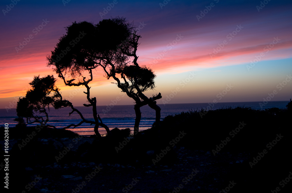 Silhouette of a argania tree during beautiful purple sunset