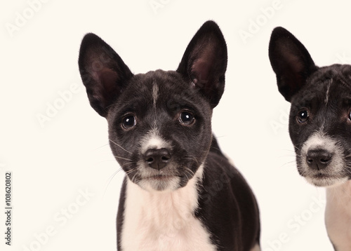 Basenji dogs puppy isolated over white background