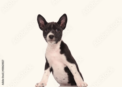 Basenji dog puppy isolated over white background