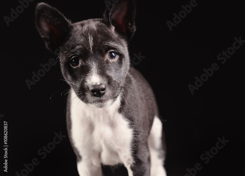 Fototapeta Naklejka Na Ścianę i Meble -  Basenji dog puppy isolated over black background