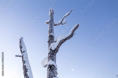 Dead tree top branch covered with snow against a bright blue win photo