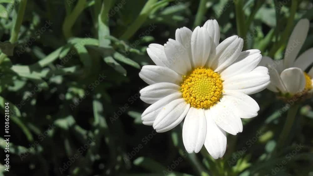 White Marguerite in the nature White Marguerite in the nature