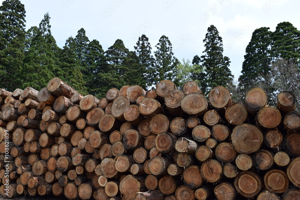杉の丸太／森の中に積まれた杉の丸太の写真です。大きさは、直径約20cm～50cm位の丸太です。