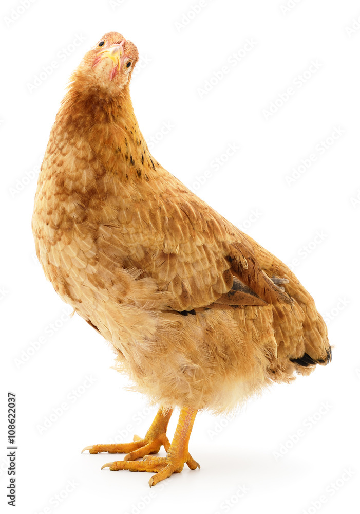 Fototapeta premium Brown hen isolated.