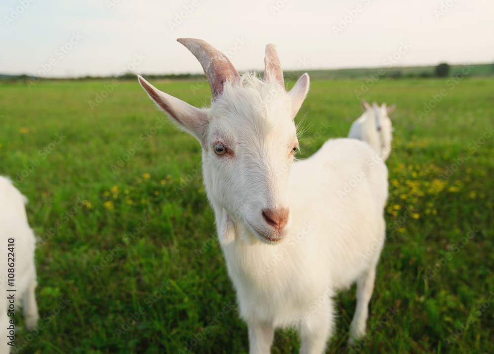 goatling