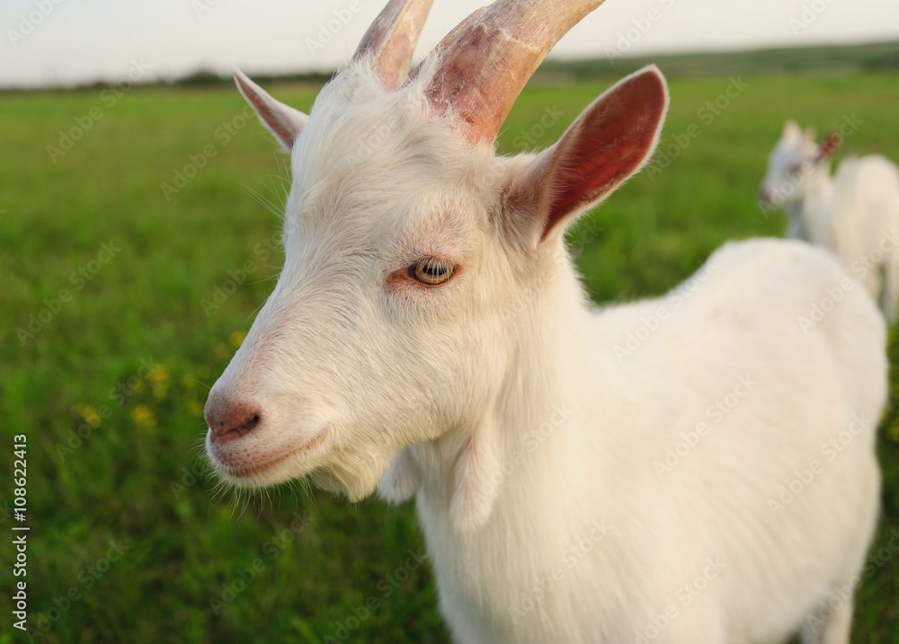 goatling