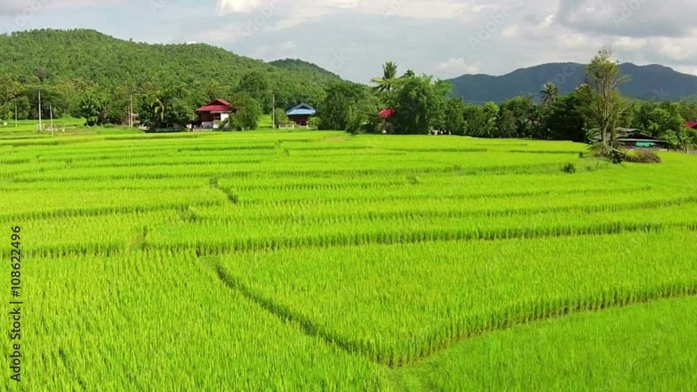 Aerial shot rice field and mountain view Aerial shot rice field and mountain view