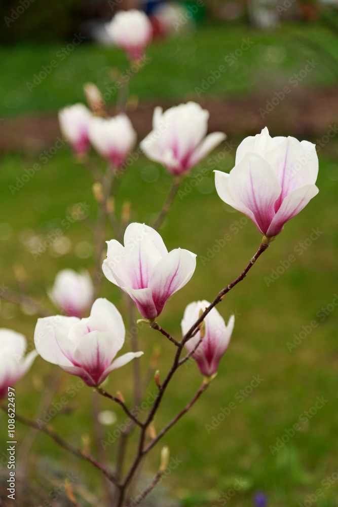 Fototapeta premium blühende Magnolien