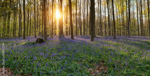Hallerbos Belgien