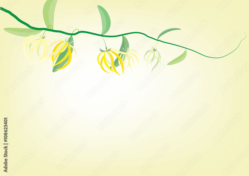 ylang ylang flowers ,yellow flowers with branch on white background ylang ylang flowers ,yellow flowers with branch on white background