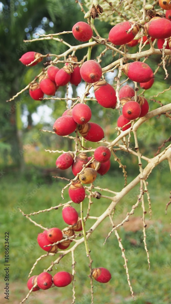 Ripe fruits of manila palm tree. Selective focus. Ripe fruits of manila palm tree. Selective focus.
