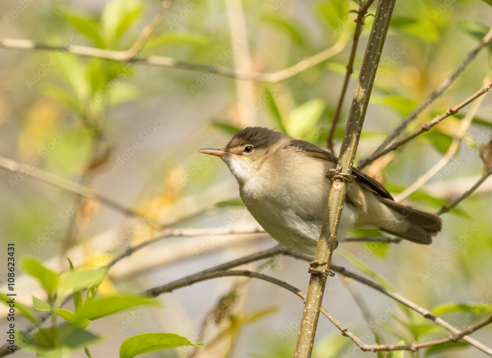 Obraz premium Eurasian Reed Warbler (Acrocephalus scirpaceus)