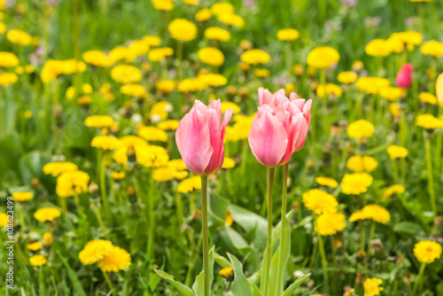 Тюльпаны на фоне поля из одуванчиков