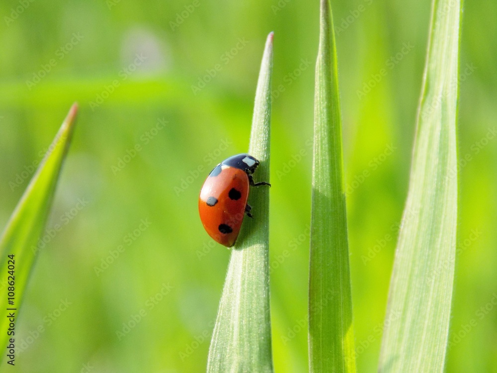 Ladybug on grass blade