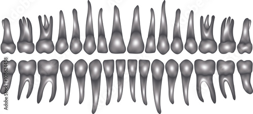 3d  dentition