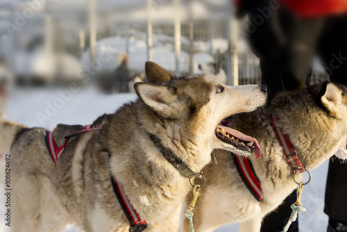 Dogs sledding with huskies in a beautiful wintry landscape, Swed photo