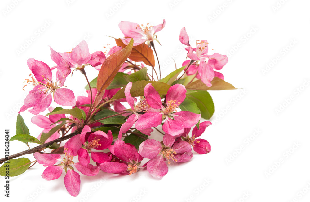 Obraz premium pink flowers of apple isolated
