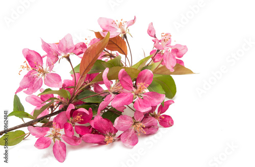 pink flowers of apple isolated