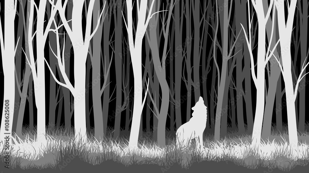 Naklejka premium Horizontal illustration of night forest with wolf.