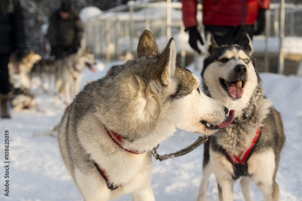 Dogs sledding with huskies in a beautiful wintry landscape, Swed