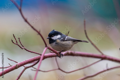 Coal tit sitting on a branch in the park. Looking in the camera. Winter birds collection.