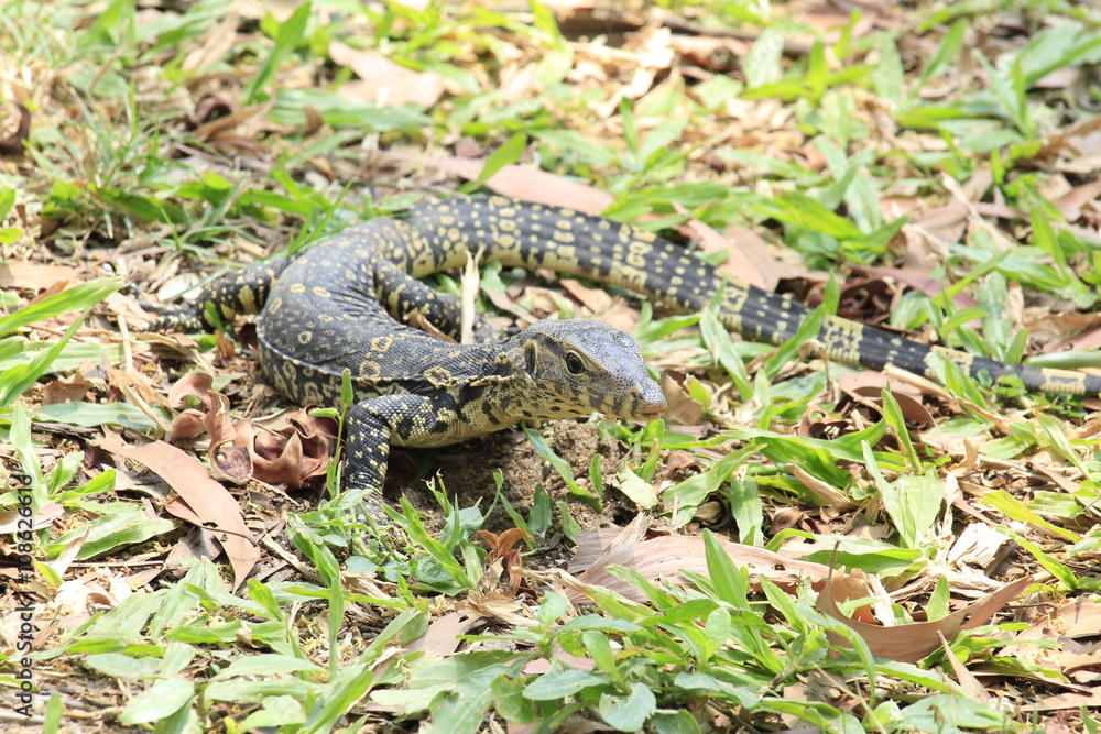 A Small Water Monitor Lying On Green Grass A Small Water Monitor Lying On Green Grass