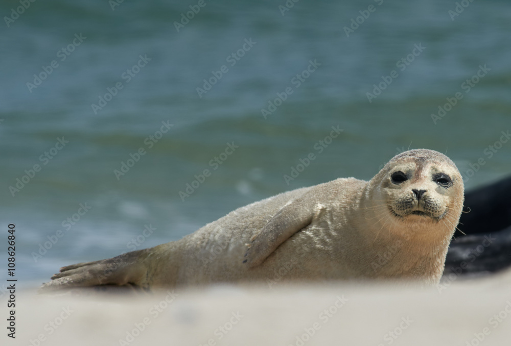 Fototapeta premium Baby grey seal moving forward at the beach at dune, helgoland, germany