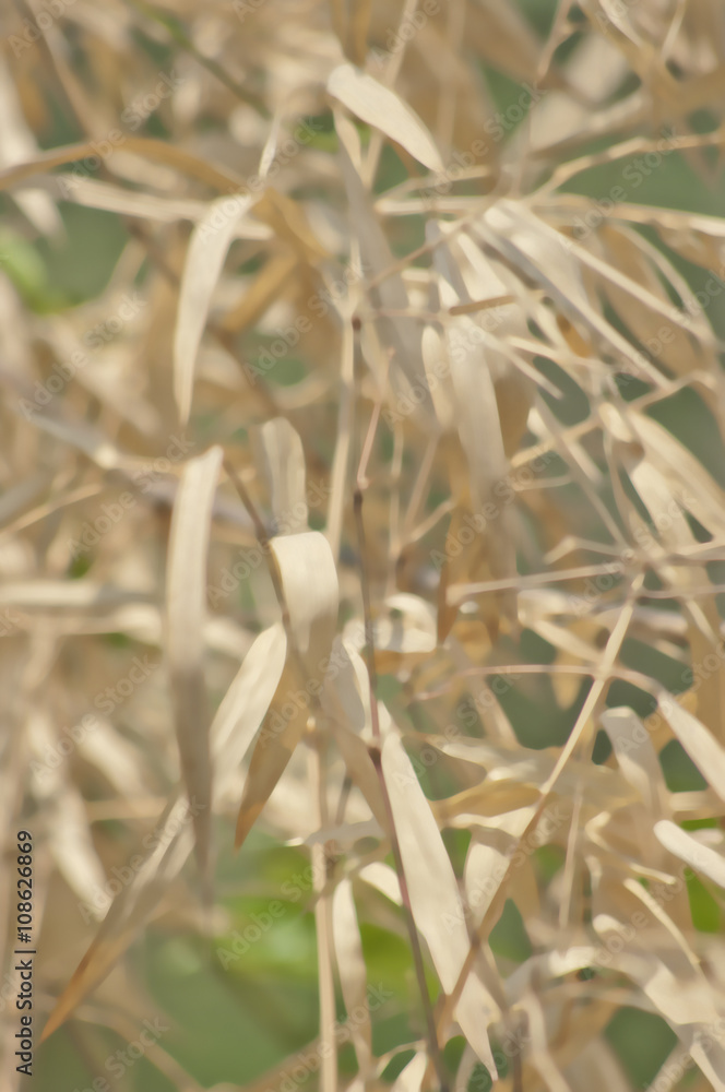 Fototapeta premium Brown bamboo leaves