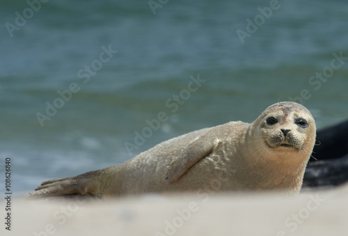 Baby grey seal moving forward at the beach at dune, helgoland, germany