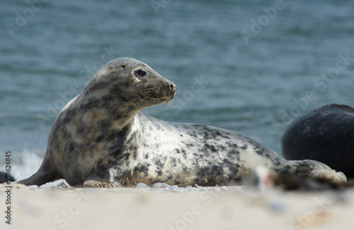 Baby grey seal moving forward at the beach at dune, helgoland, germany © sklostergaard