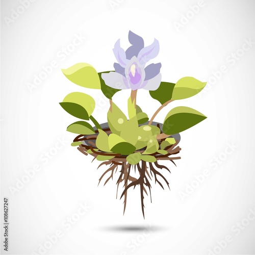 Water Hyacinth - vector photo