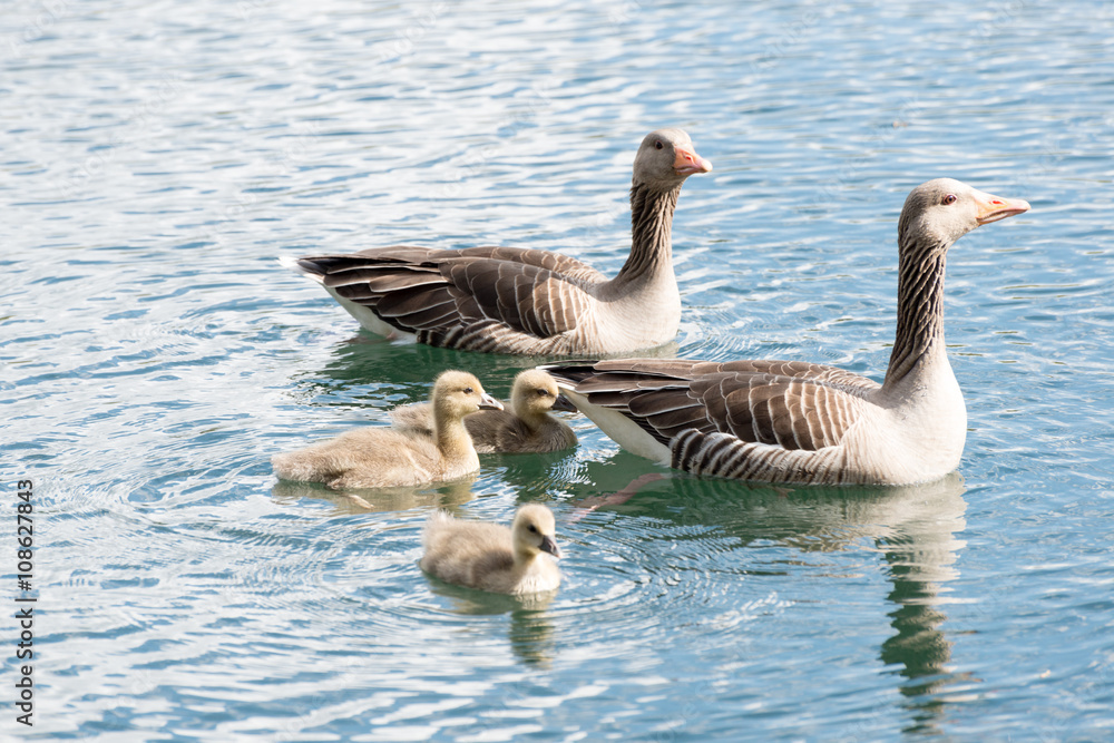 Family of Gray Goose with 3 Chicken Family of Gray Goose with 3 Chicken