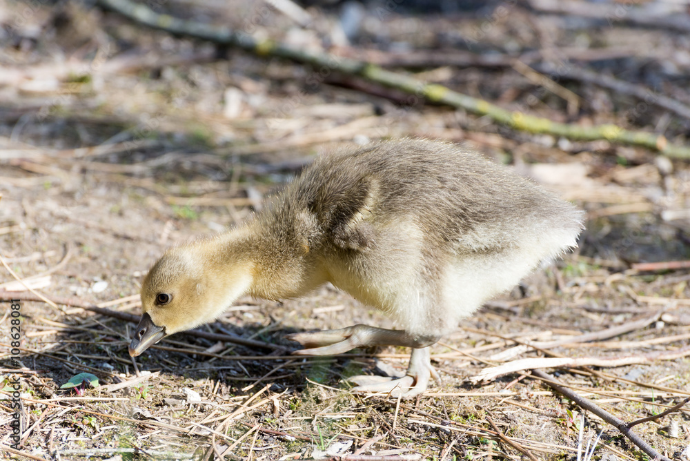 Gray Goose Chicken of spring 2016 Gray Goose Chicken of spring 2016