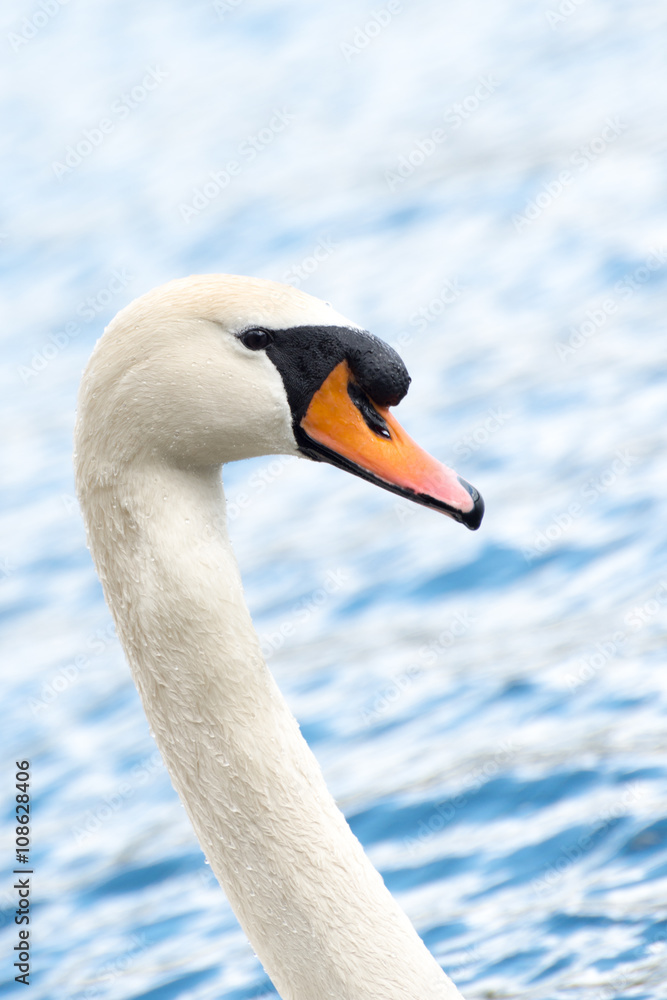 Fototapeta premium Cyvnus Olor Head Portrait, swimming