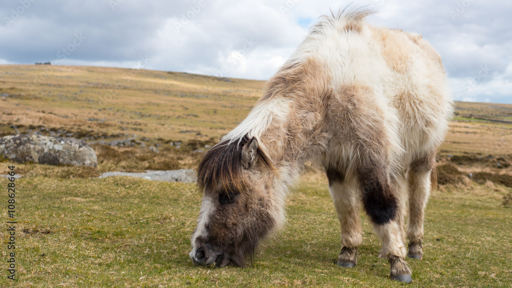 Fototapeta premium A wild dartmoor pony grazing grass on the moors